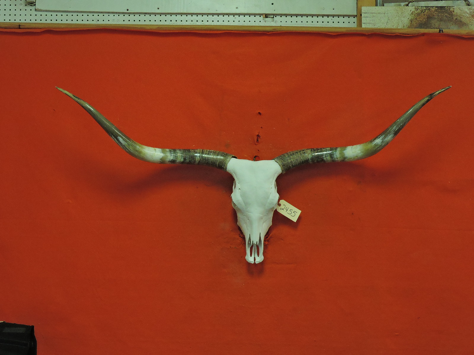 Bull Skull - Steer Skull - Cow Skull - Longhorn Skull